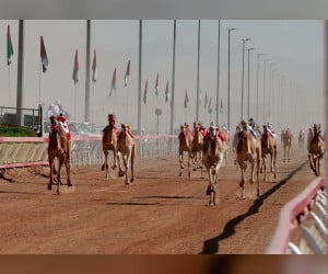 غدا.-انطلاق-منافسات-مهرجان-محمد-بن-زايد-لسباقات-الهجن-ومزاينة-الإبل’-التلة-2023′