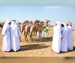 692-مشاركاً-بمسابقات-مزاينة-الإبل-والمحالب-في-‘مهرجان-محمد-بن-زايد-للهجن’-بعجمان